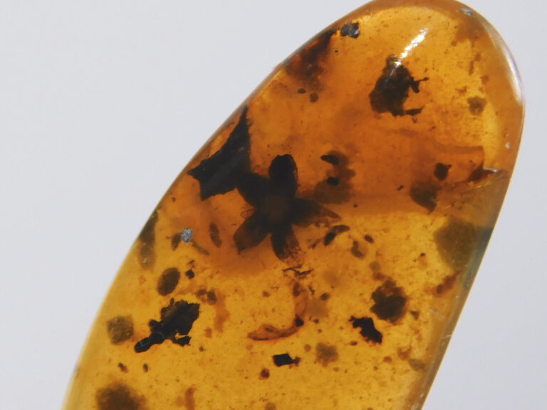 Flower in Cretaceous Amber &#8211; Tropidogyne pikei, The Natural Canvas