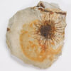 Sparganium antiquum - Image 3