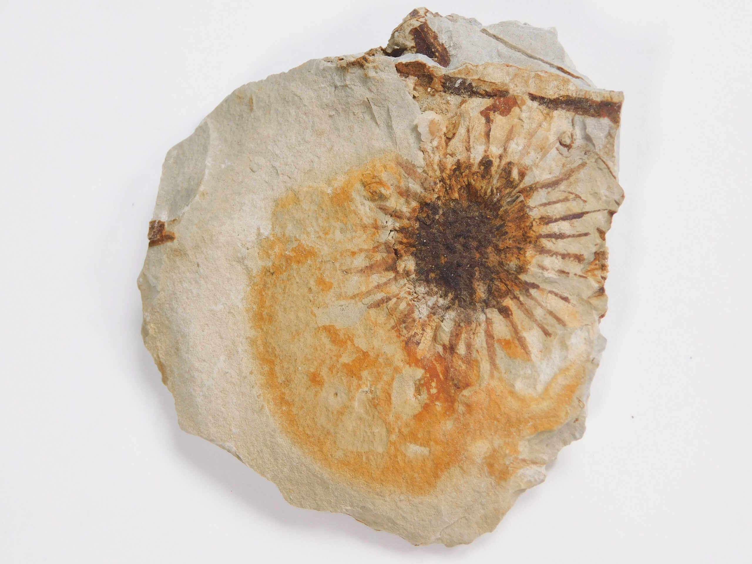 Sparganium antiquum - Image 2