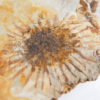 Sparganium antiquum - Image 4