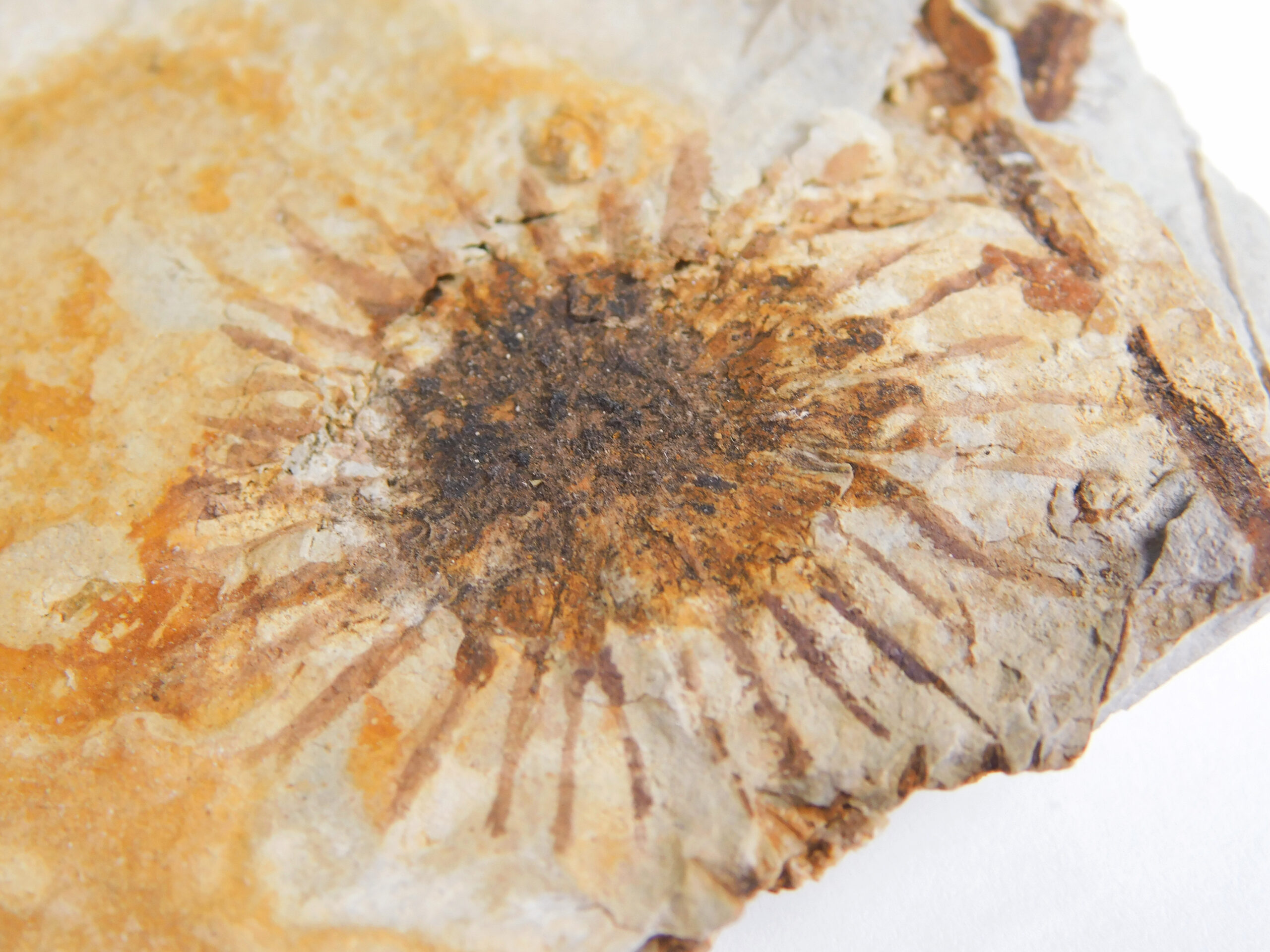 Sparganium antiquum - Image 3
