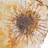 Sparganium antiquum - Image 5