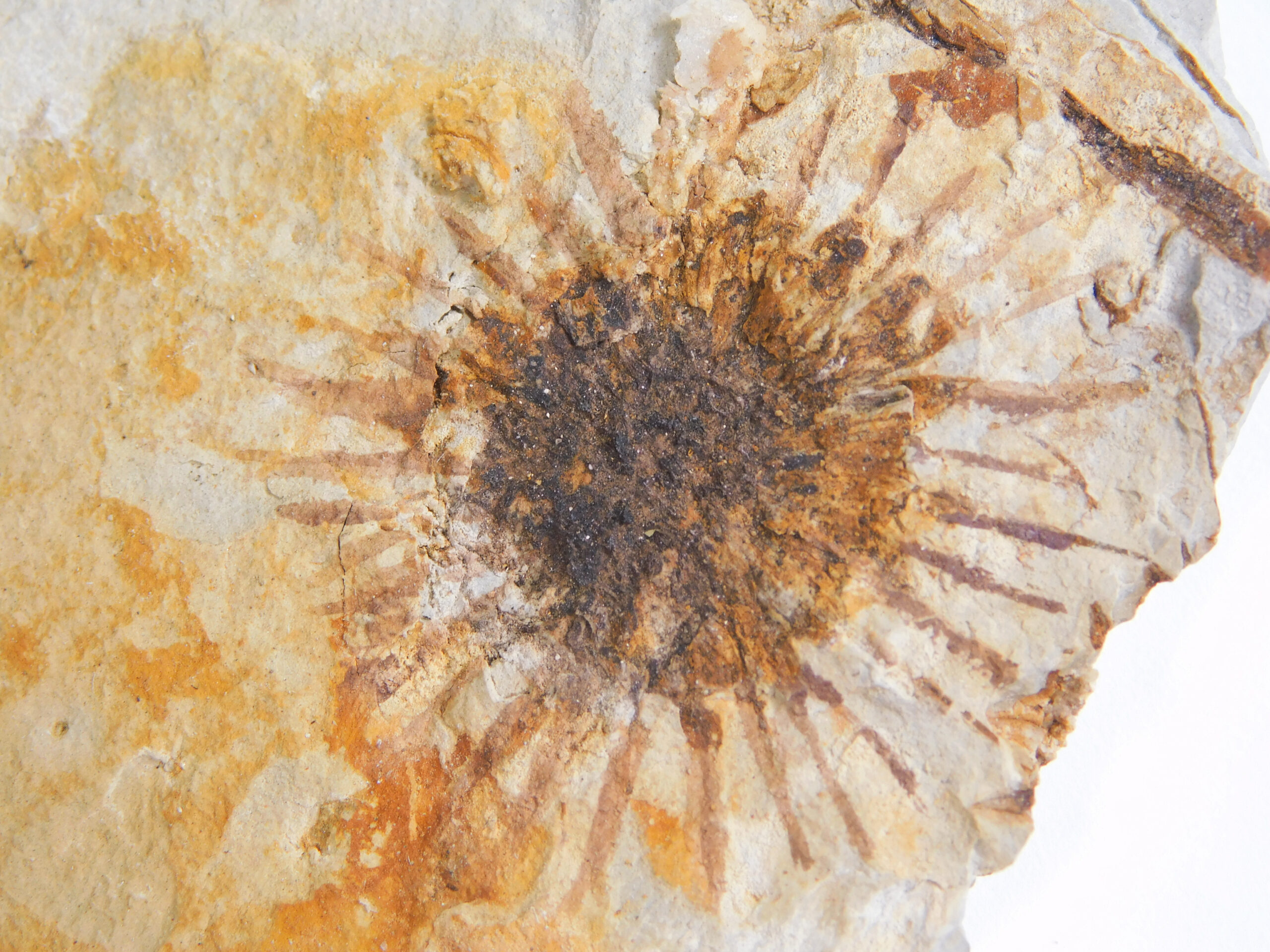 Sparganium antiquum - Image 4
