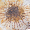 Sparganium antiquum - Image 2