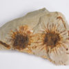 Sparganium antiquum - Image 3