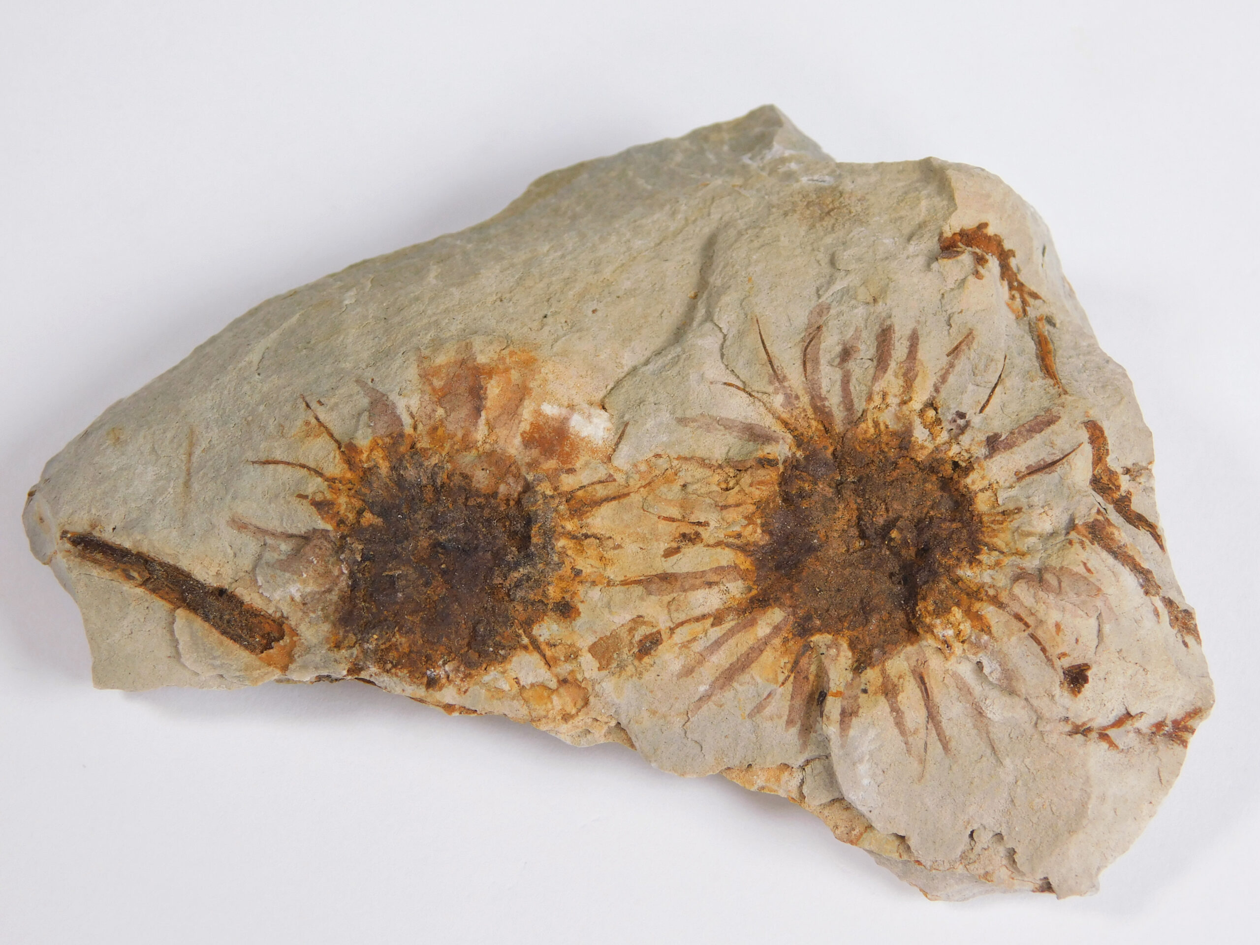 Sparganium antiquum - Image 2