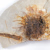 Sparganium antiquum - Image 4