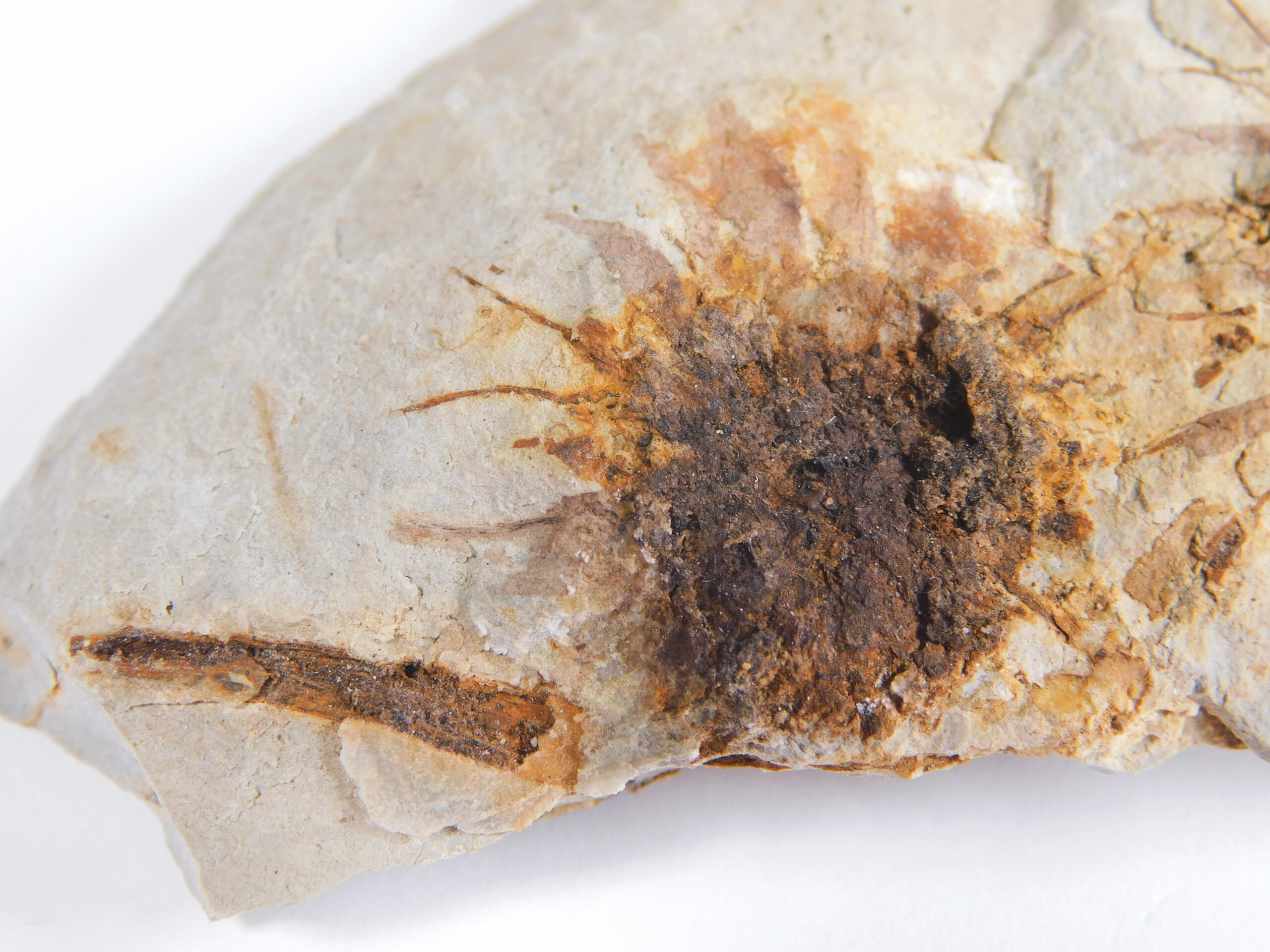 Sparganium antiquum - Image 3