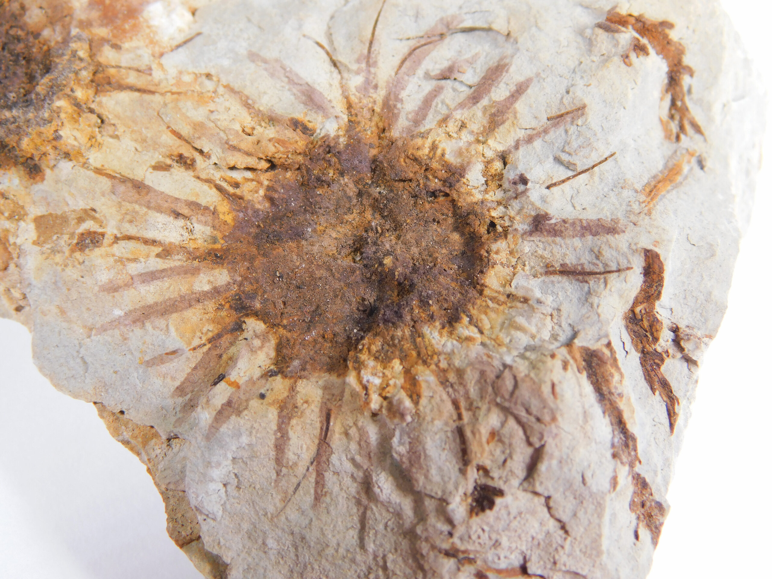 Sparganium antiquum - Image 4