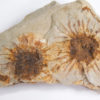 Sparganium antiquum - Image 2