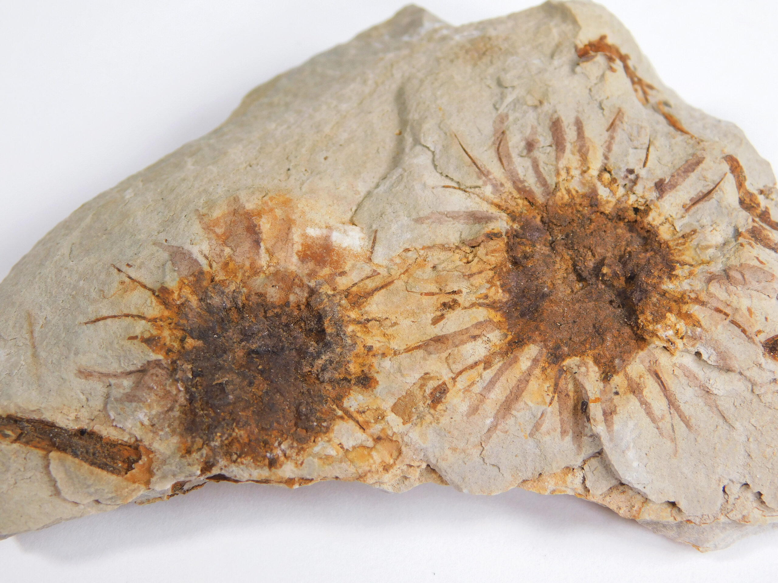 Sparganium antiquum