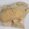 Beloitoceras plebium (Oncocerida) - Image 2