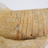 Beloitoceras plebium (Oncocerida) - Image 3