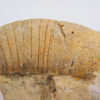 Beloitoceras plebium (Oncocerida) - Image 4