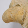 Beloitoceras plebium (Oncocerida) - Image 6
