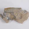 Whitfieldoceras mumiaforme - Image 4