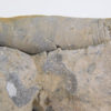Whitfieldoceras mumiaforme - Image 5