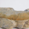 Whitfieldoceras mumiaforme - Image 6