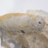 Whitfieldoceras mumiaforme - Image 2