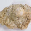 Strobilocystites calvini (White) - Image 2