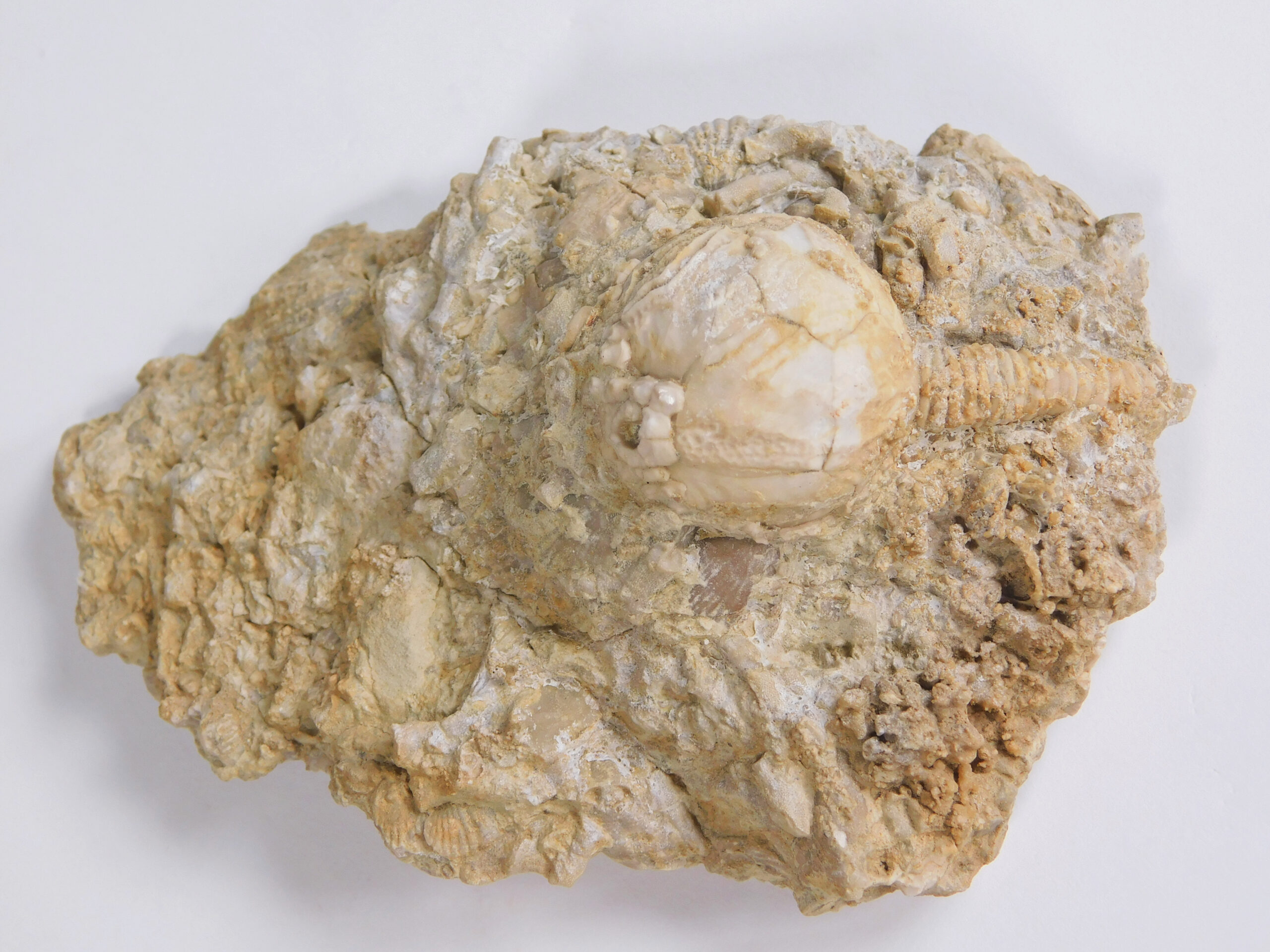 Strobilocystites calvini (White) - Image 2