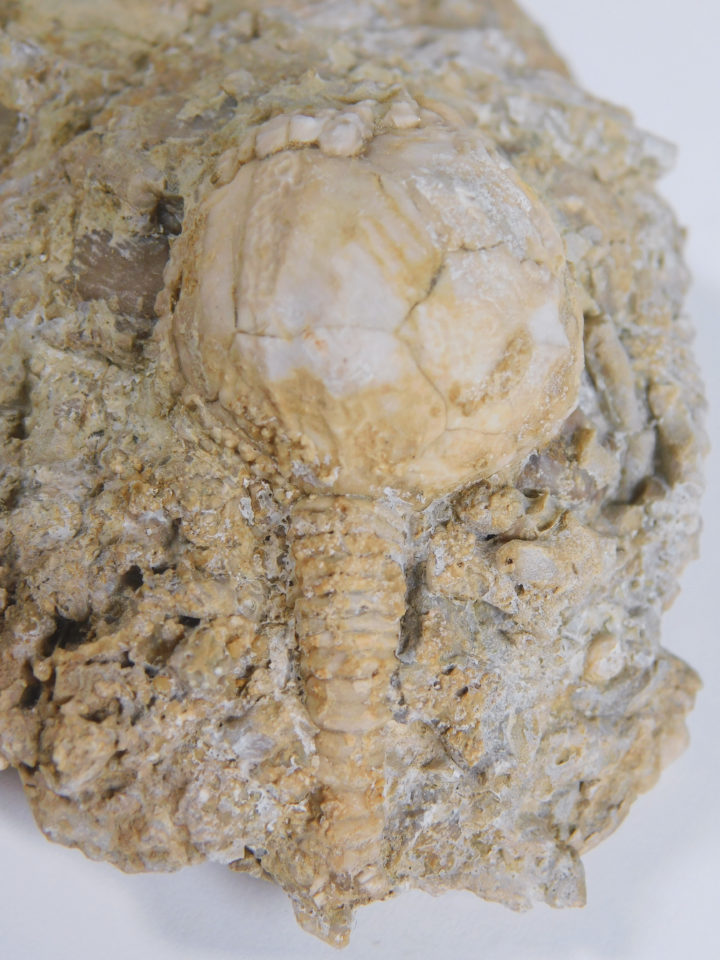 Strobilocystites calvini (White)