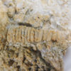 Strobilocystites calvini (White) - Image 4
