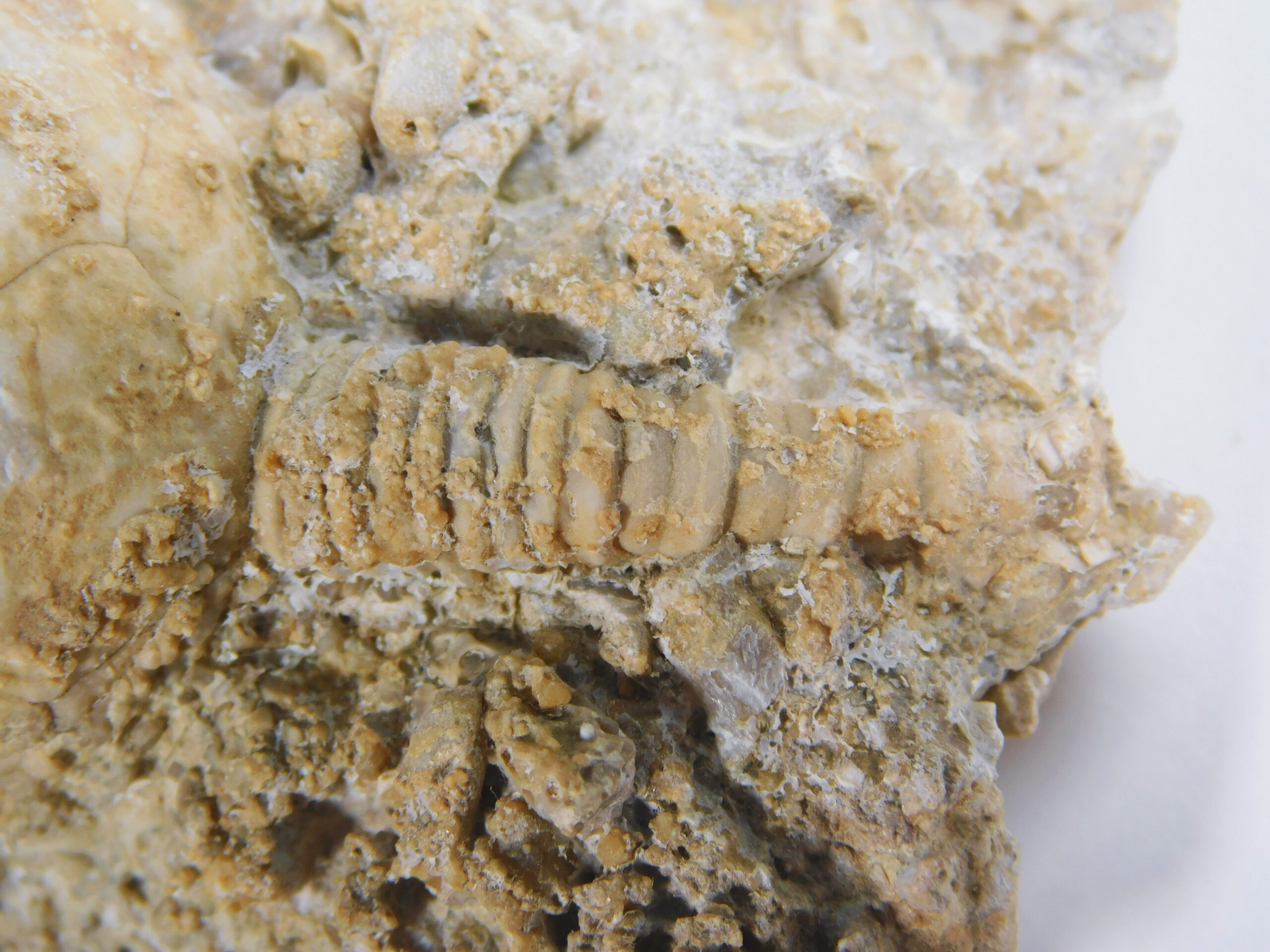 Strobilocystites calvini (White) - Image 3