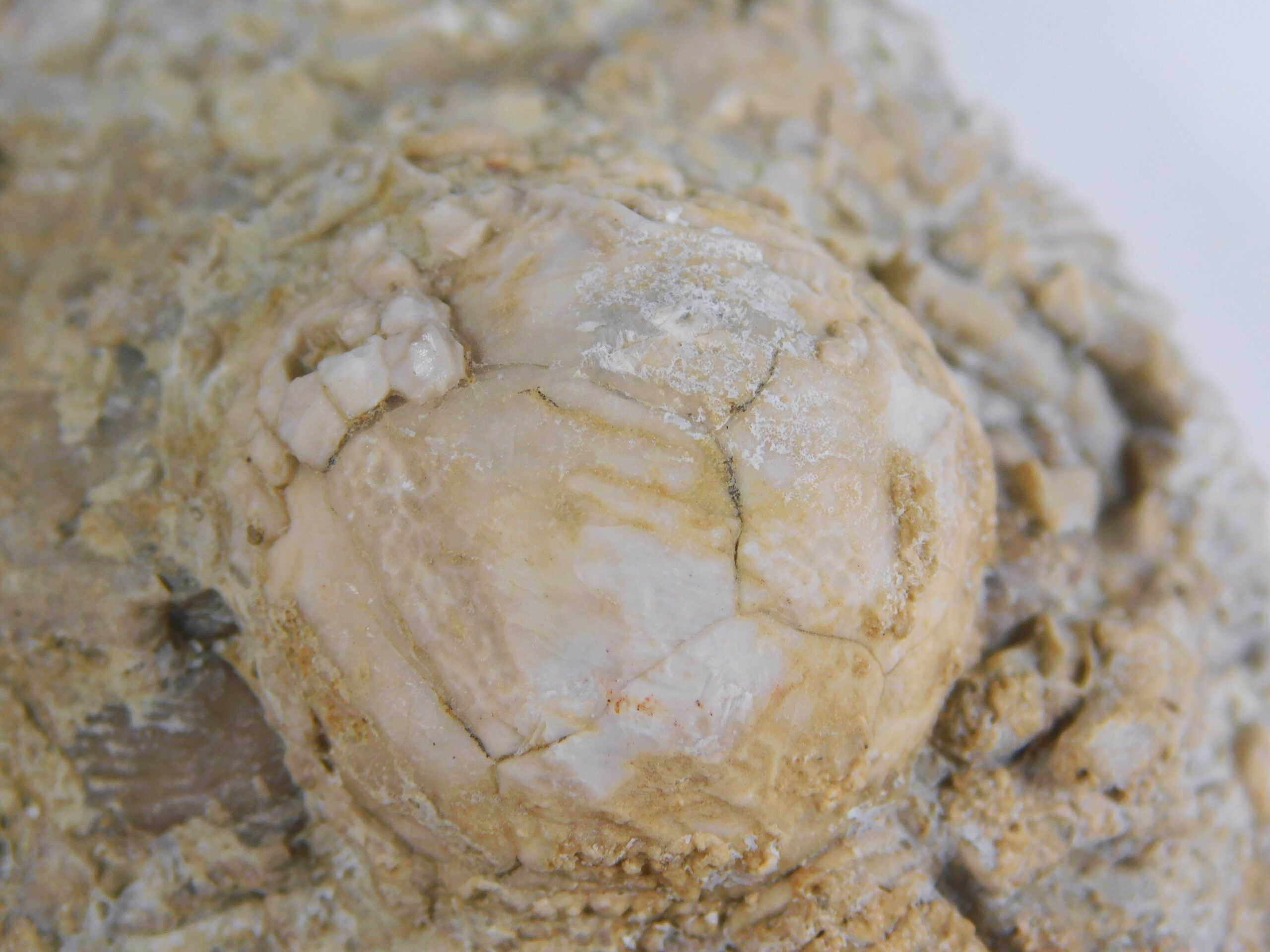 Strobilocystites calvini (White) - Image 4