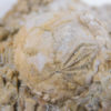 Strobilocystites calvini (White) - Image 6