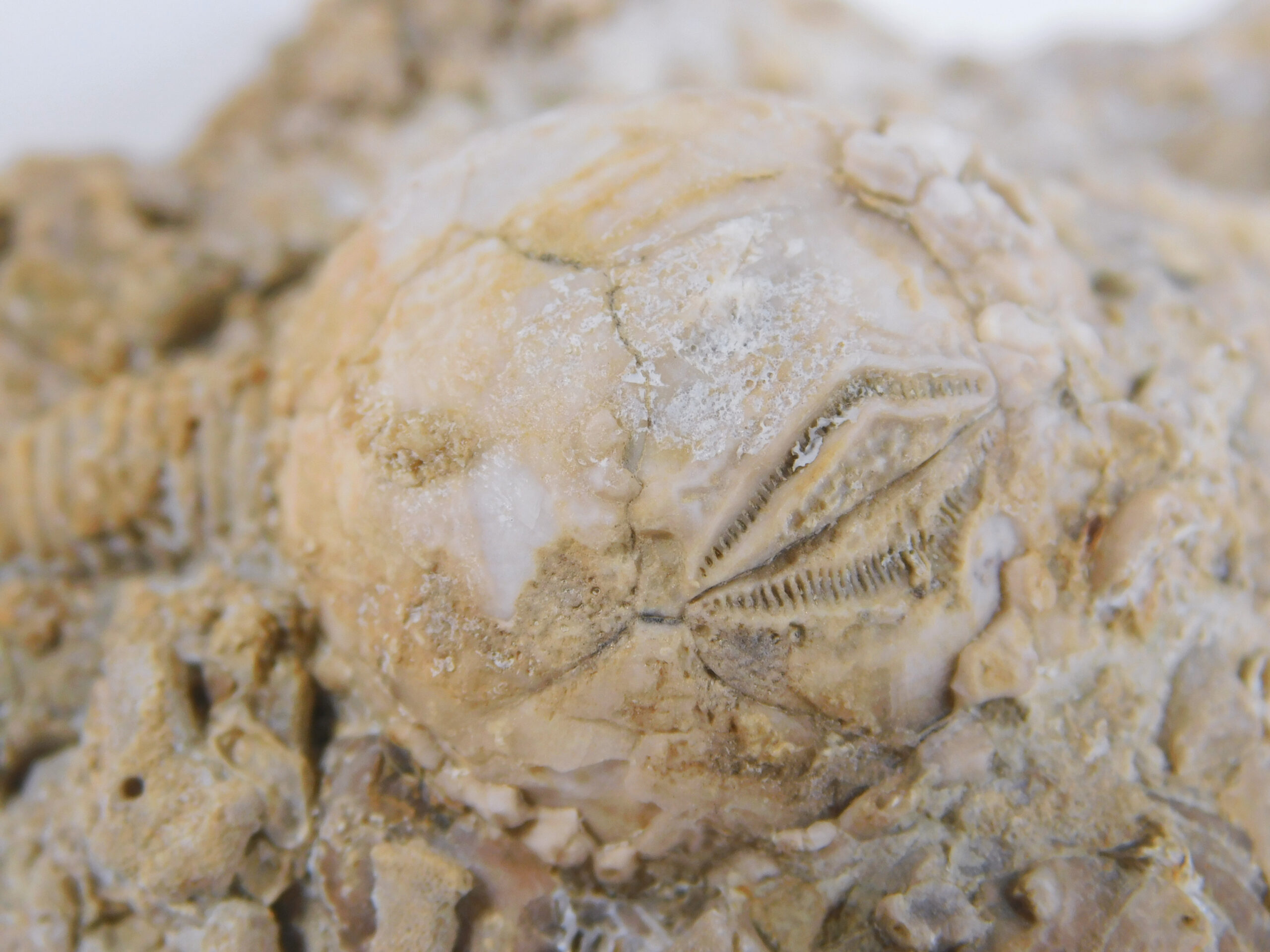 Strobilocystites calvini (White) - Image 5