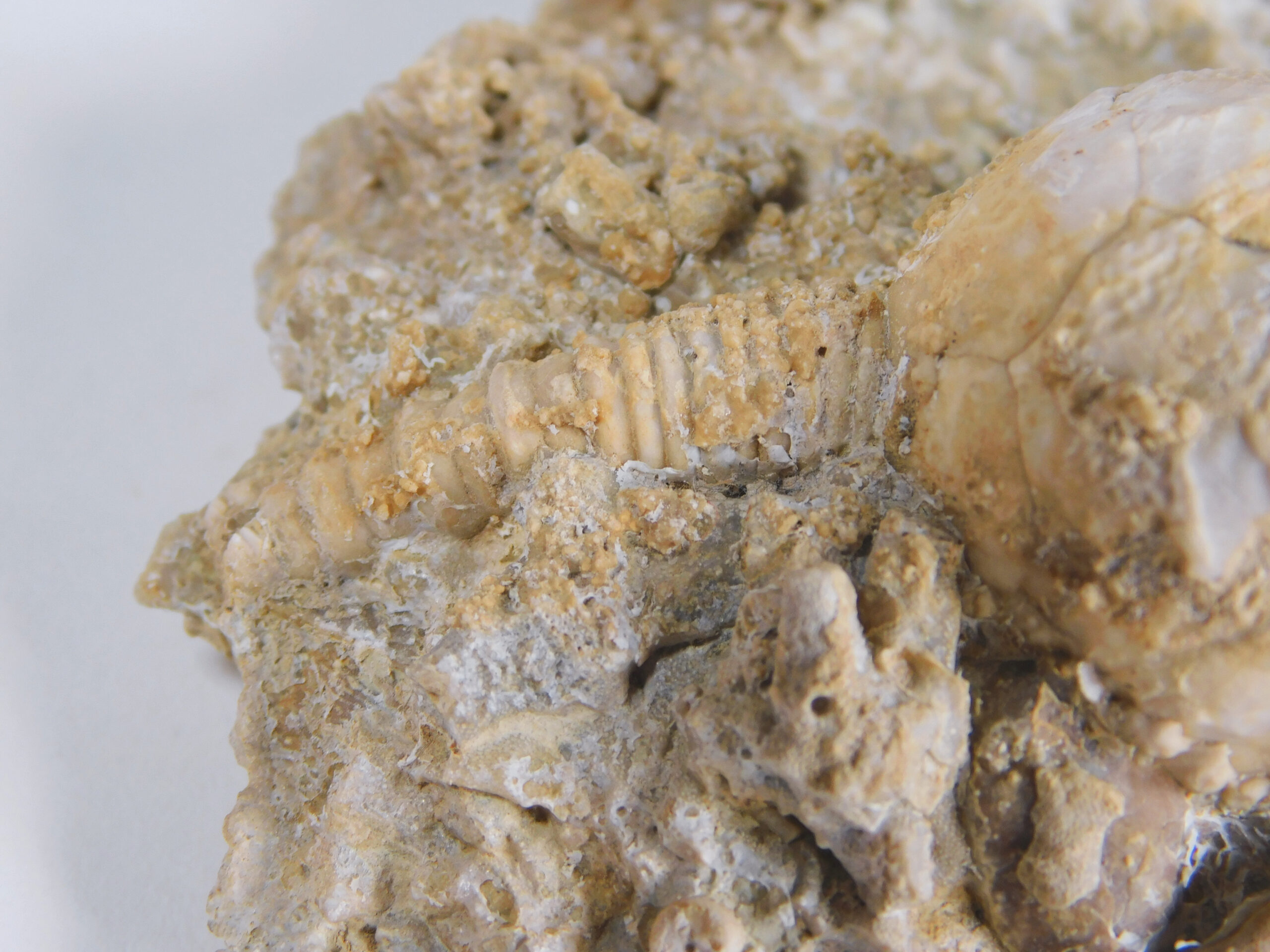 Strobilocystites calvini (White) - Image 6