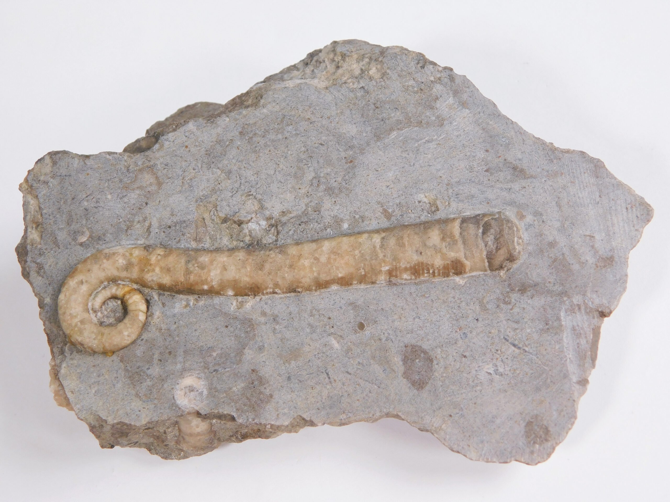 Litulites lituus - Image 3