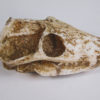 Thrinaxodon liorhinus Seeley - Image 3