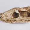 Thrinaxodon liorhinus Seeley - Image 2