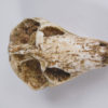 Thrinaxodon liorhinus Seeley - Image 6