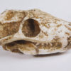 Thrinaxodon liorhinus Seeley - Image 4