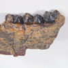 Homogalax sp. - Image 3