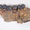 Homogalax sp. - Image 4