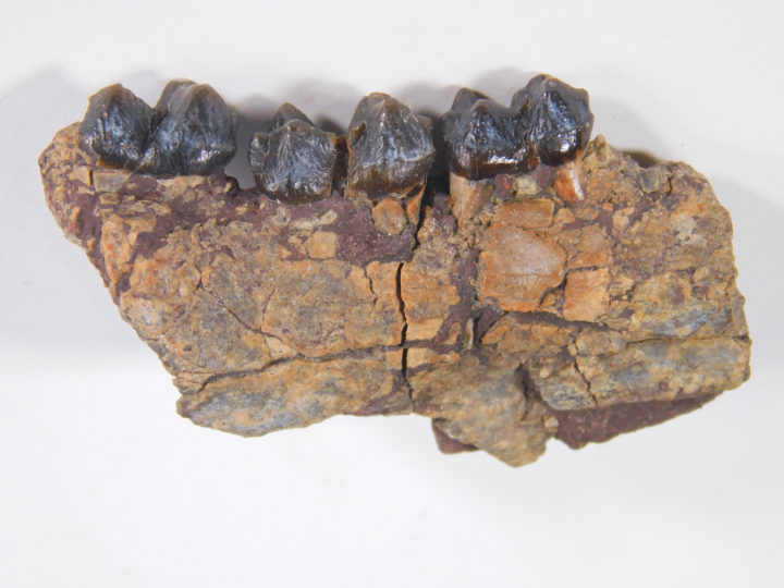 Homogalax sp.