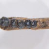 Homogalax sp. - Image 5