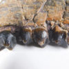 Homogalax sp. - Image 2