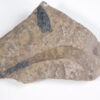 Lecthaylus gregarius - Image 3