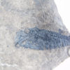 Lecthaylus gregarius - Image 4