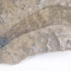 Lecthaylus gregarius - Image 5