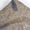 Lecthaylus gregarius - Image 2