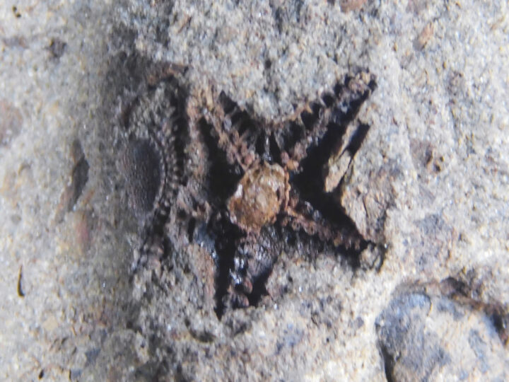 Tetraster wyvill-thompsoni
