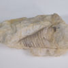 Westonoceras sp. - Image 2