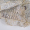 Westonoceras sp. - Image 3