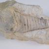 Westonoceras sp. - Image 4